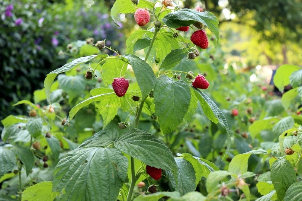 Sada je vreme za ulaganje, jer cena i dalje raste! Zlatna voćka Srbije je najtraženija na svetskom tržištu