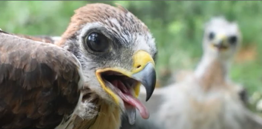 Patuljasti orao primećen na Vršačkim planinama