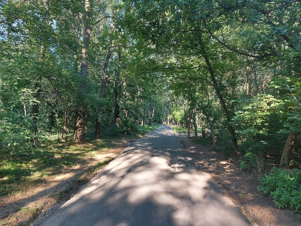 Na starom drvetu isklesana poruka, građani netremice gledaju u stablo i pitaju se kome je namenjena? (FOTO)