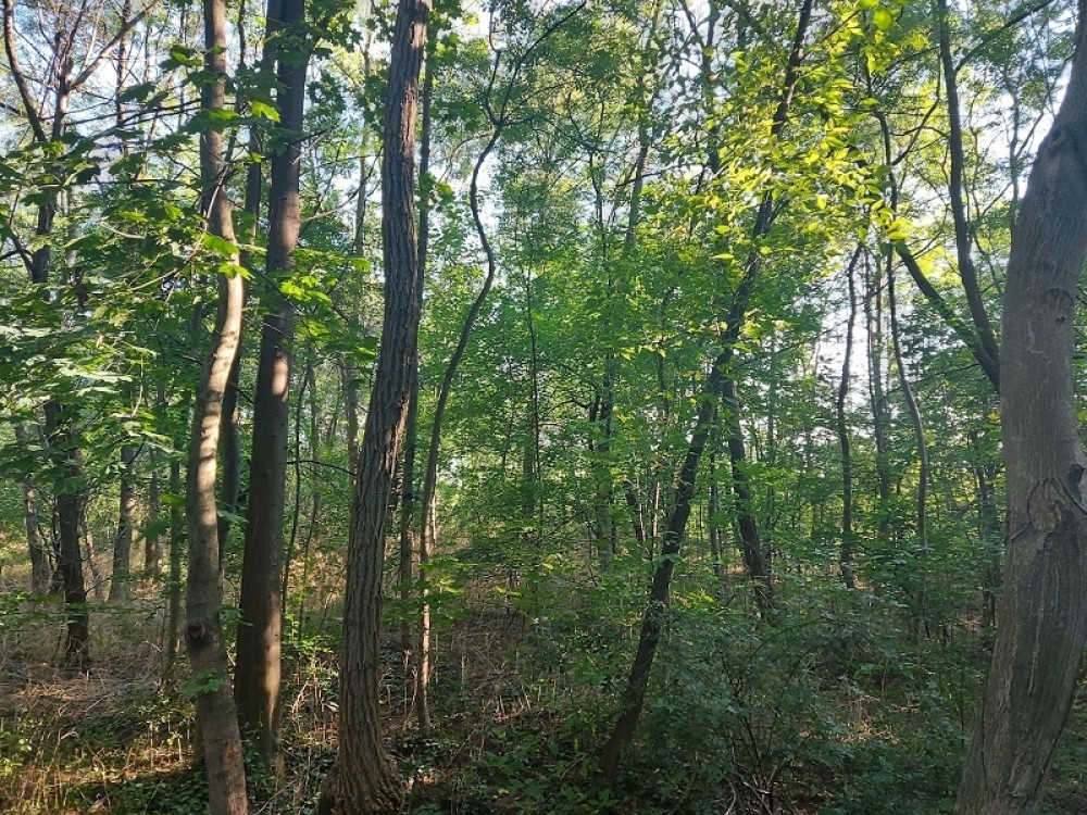 Drvo usmrtilo čoveka!