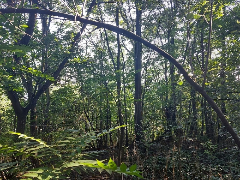 Majka posadila dva miliona stabala kako bi ispunila poslednju želju svog sina (VIDEO)