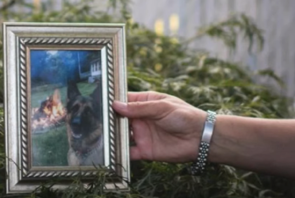 Uginuo prvi pas oboleo od korone, tri meseca se borio sa bolešću (VIDEO)