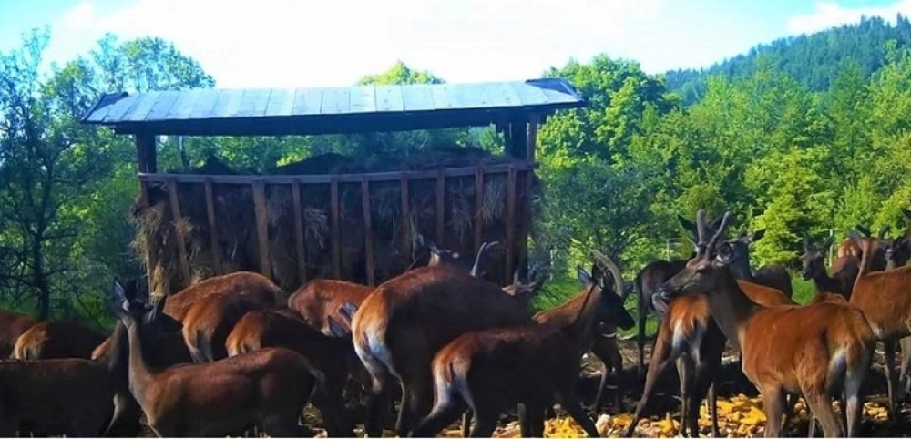 Kralj šuma se vraća kući: Ove životinje sa strašću je gajio i Stefan Nemanja