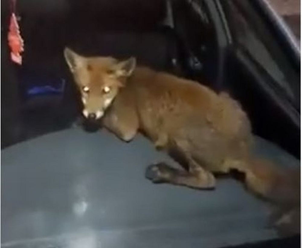 Ilija iz Užica otvorio kola, a u njima zatekao nezvanu gošću. Počeli su ozbiljni pregovori, nadmudrivanje je trajalo sat vremena