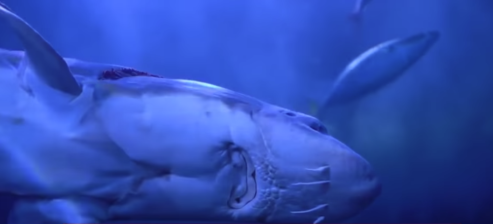 Naučnici stvorili hibrid ruske i američke ribe, slučajno ih ukrstili, a sad se boje ishoda (VIDEO)