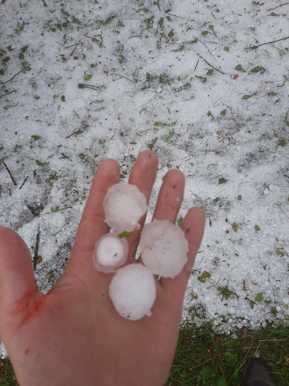 Oboreno drvo, zatvoren put