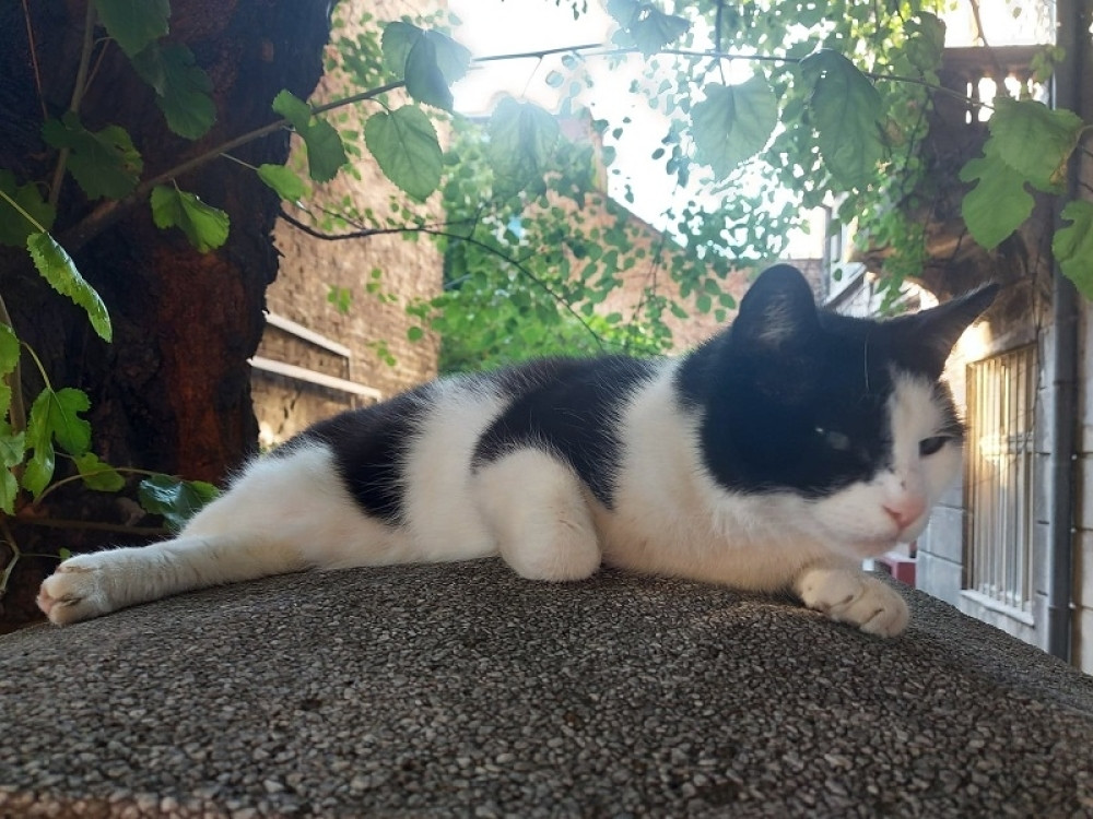 U Nikšiću otrovano na desetine pasa i mačaka