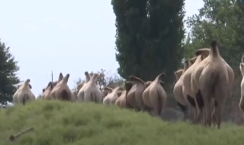 Kao da su huligani, pljuju i gaze sve pred sobom: "Ne smemo ih pogledati u oči!" (VIDEO)