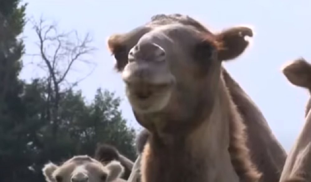 Napravile su haos, meštani u šoku (VIDEO)