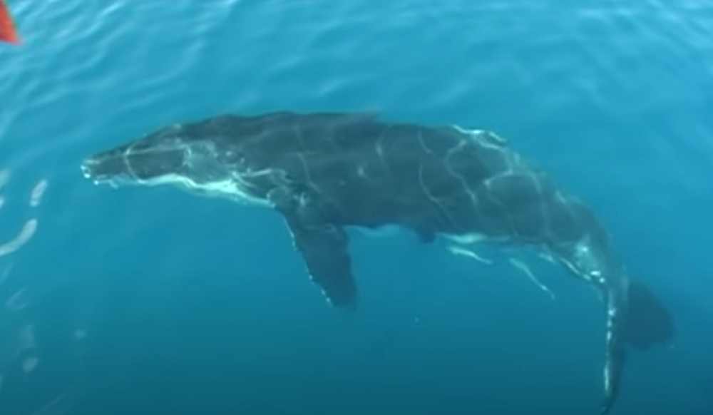 Grbavi kit zalutao u reku punu krokodila, jedna stvar mu je spasila život