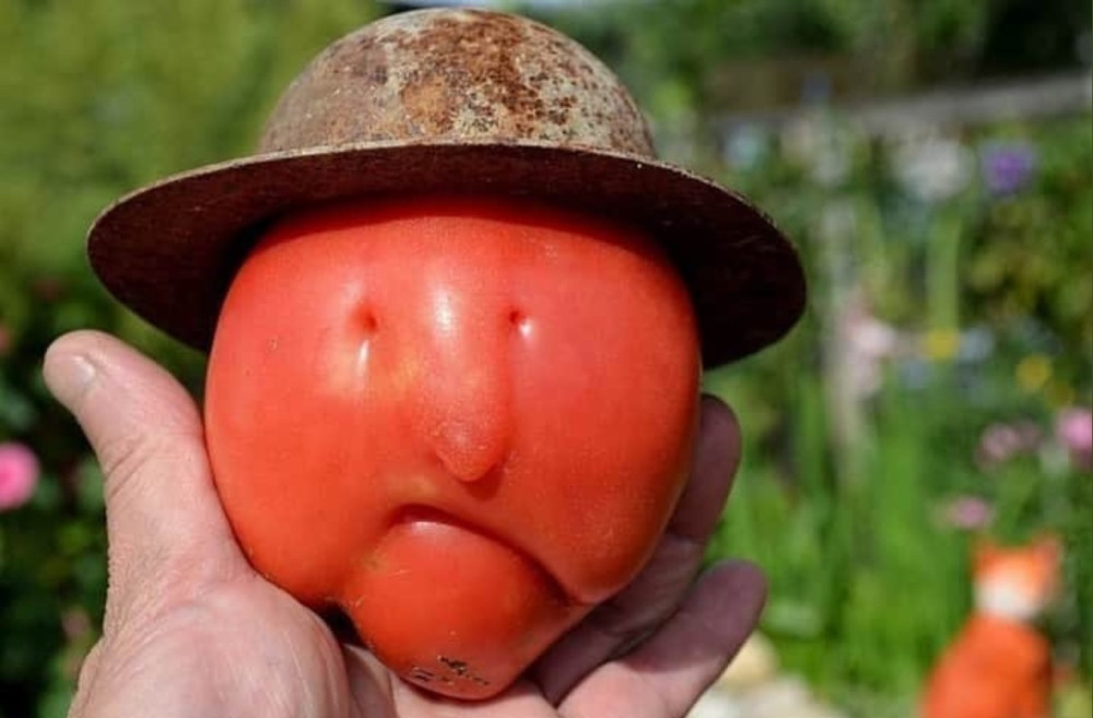 Na kog slavnog košarkaša vas ovaj paradajz podseća? (FOTO)