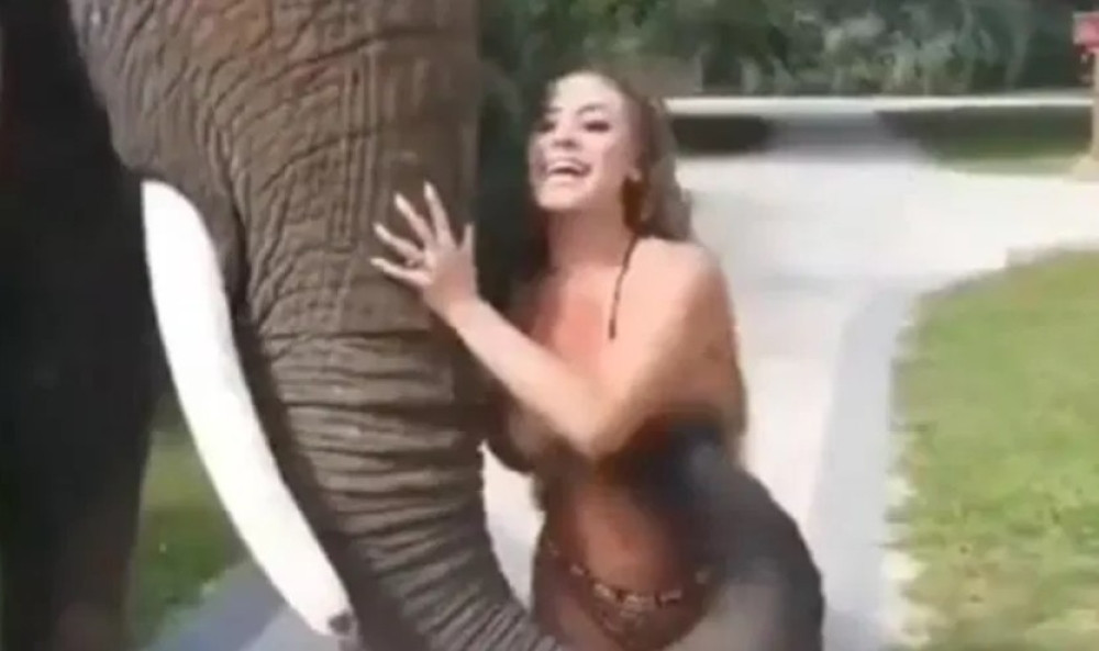 Nije slon budala, ugledao prsatu devojku i odmah je reagovao svojom surlom! (VIDEO)