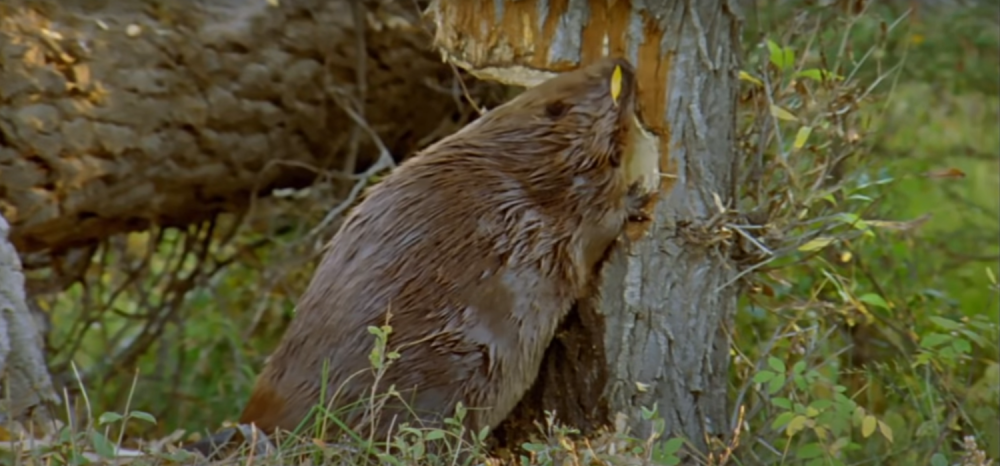 Nakon jednog veka u prestonicu se vratila ova životinja