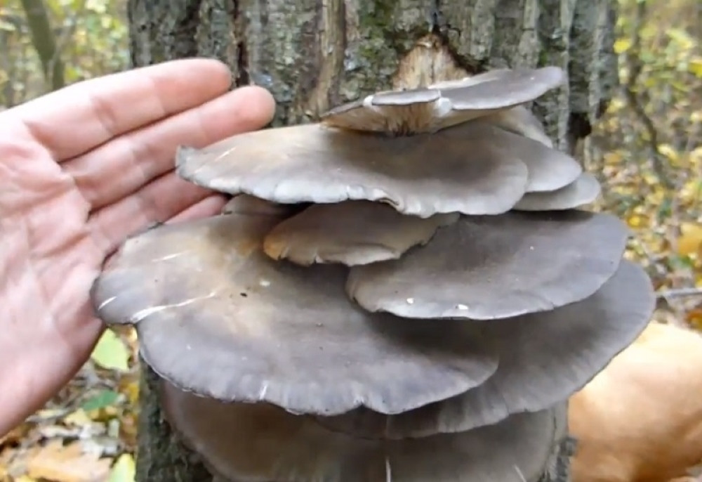 Pečurke koje rastu u SRBIJI pomažu u lečenju HIV-a i drugih opakih bolesti!