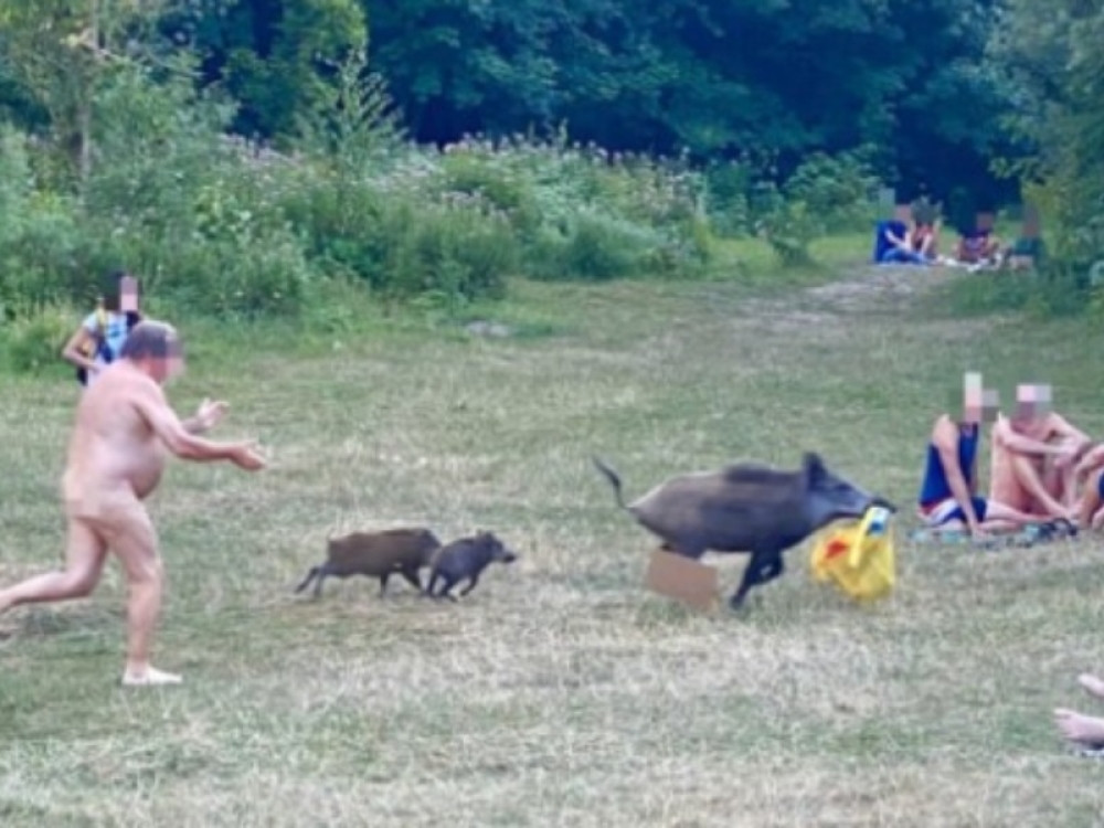 Divlja svinja sa mladuncima mu ukrala torbu, a on krenuo da je juri POTPUNO GO! (FOTO)