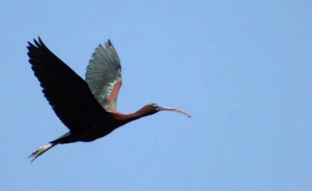 Retka vrsta ptica primećena u Hrvatskoj posle dva veka