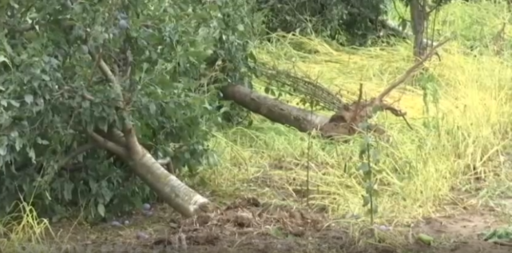 Čupalo stabla iz zemlje, za deset minuta potpuno uništen prihod poljoprivrednika