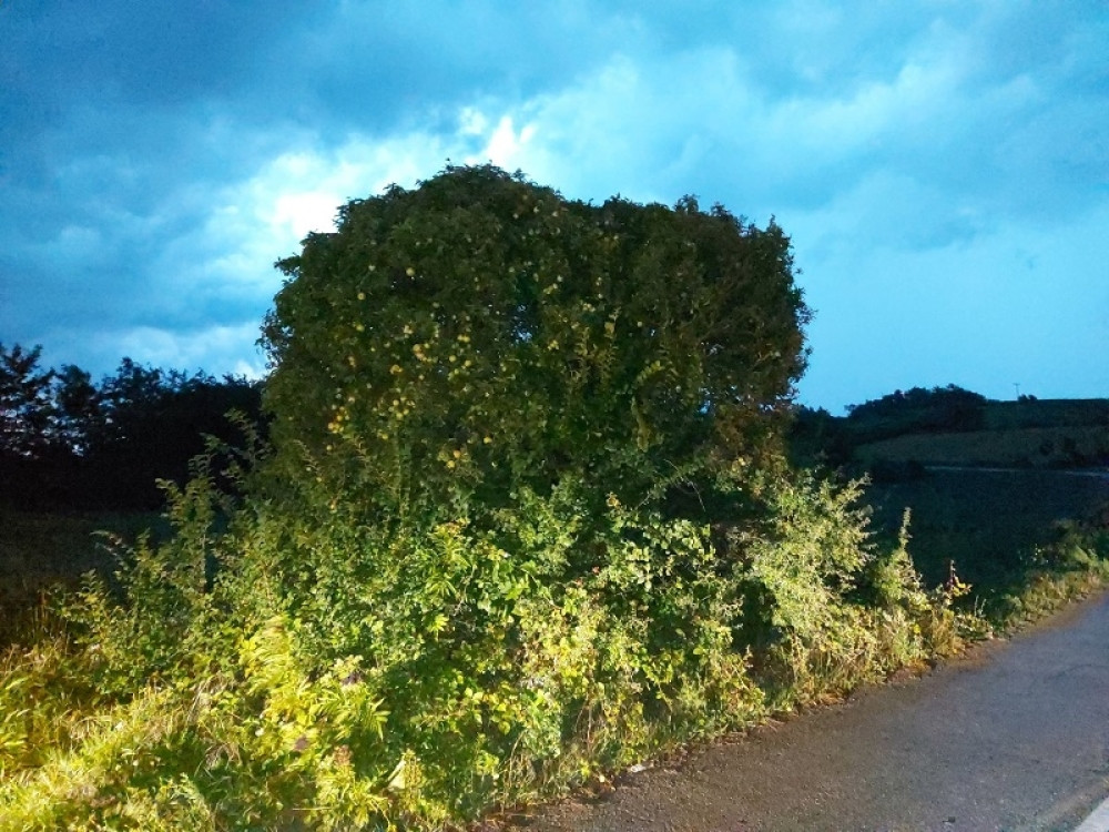 Ko otkine grančicu - pogine, dobije dete nakazu ili sahrani celu porodicu