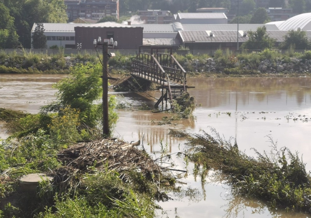 Bjelica napravila haos meštanima