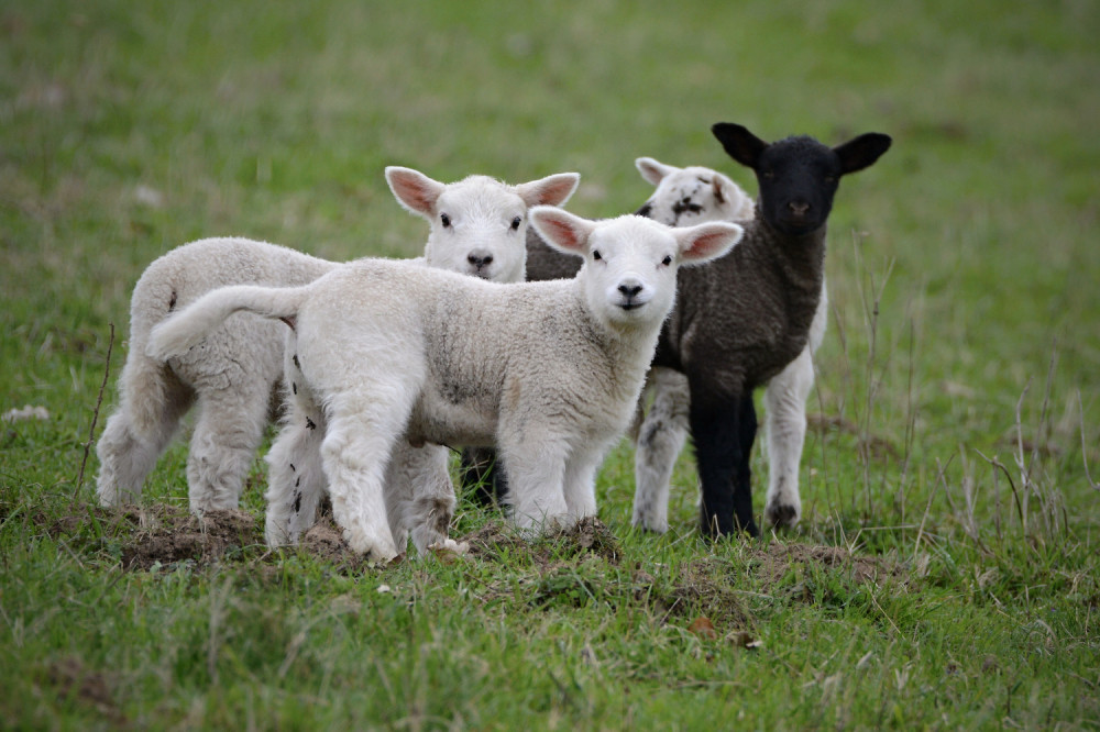 Najskuplja ovca na svetu prodata za 48 miliona dinara