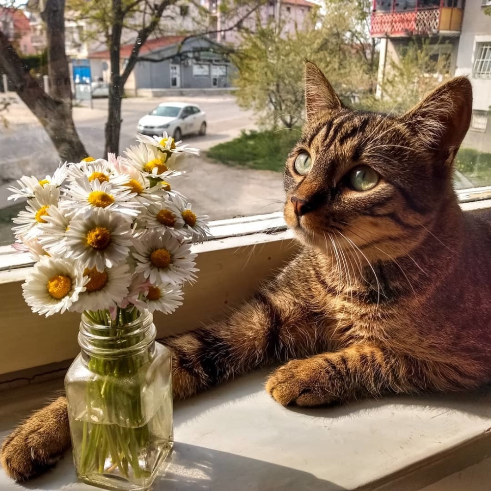 Srećan Dan mačaka: Preslatke fotografije mačora Dantea ulepšaće vam praznik! (FOTO)