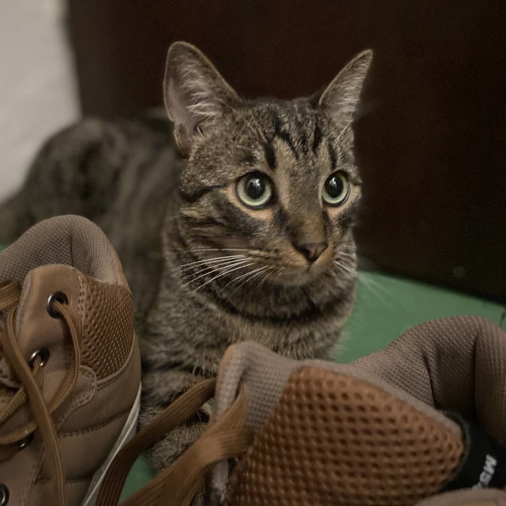 Mačke nam mogu pomoći da pobedimo korona virus!