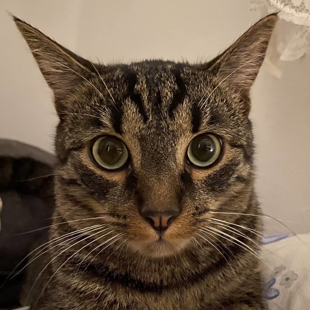 Evo gde je ova MAČKA pronašla mesto za spavanje (VIDEO)