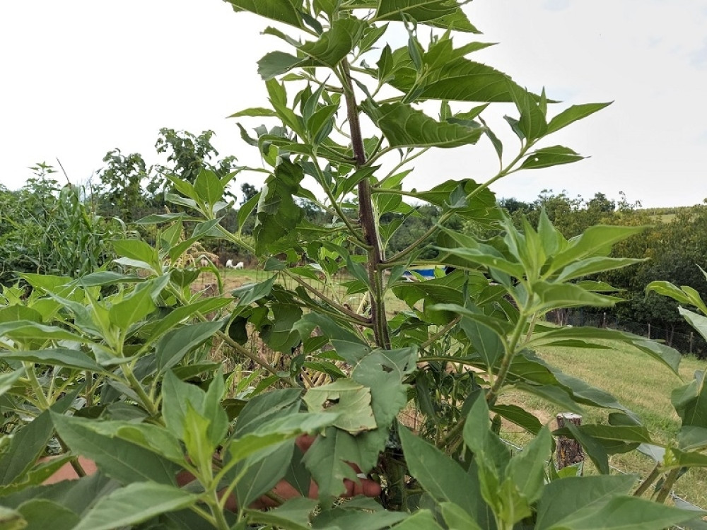 Evo šta se može jesti i u najcrnjim vremenima kakva donose samo ratovi i prirodne kataklizme