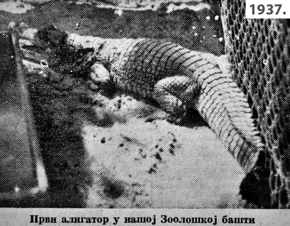 Najstariji stanovnik zološkog vrta u Beogradu