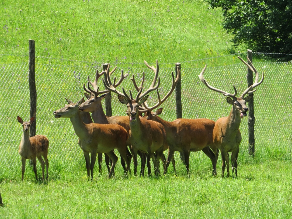 Država pomogla akciju vraćanja jelena na Zlatar