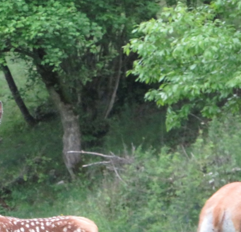 Posle 60 godina šumama ponovo trči jedna životinja (FOTO,VIDEO)