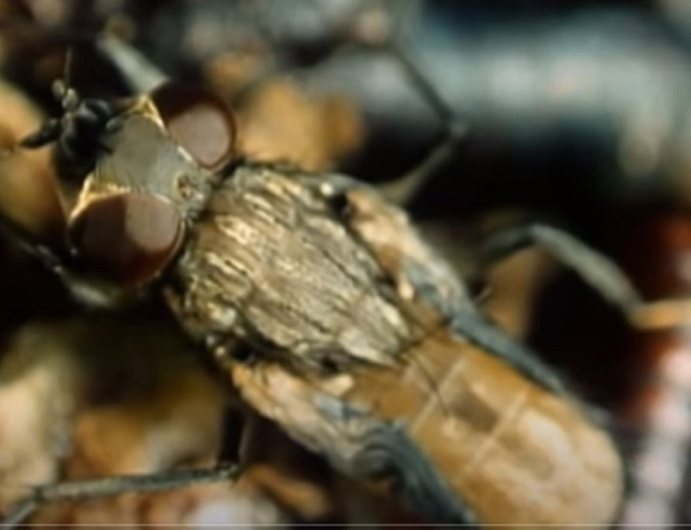 "Iz komšijine kuće je izlazio neopodnošljivi smrad, prizor unutra bio je jeziv. Sve je bilo puno mušica"