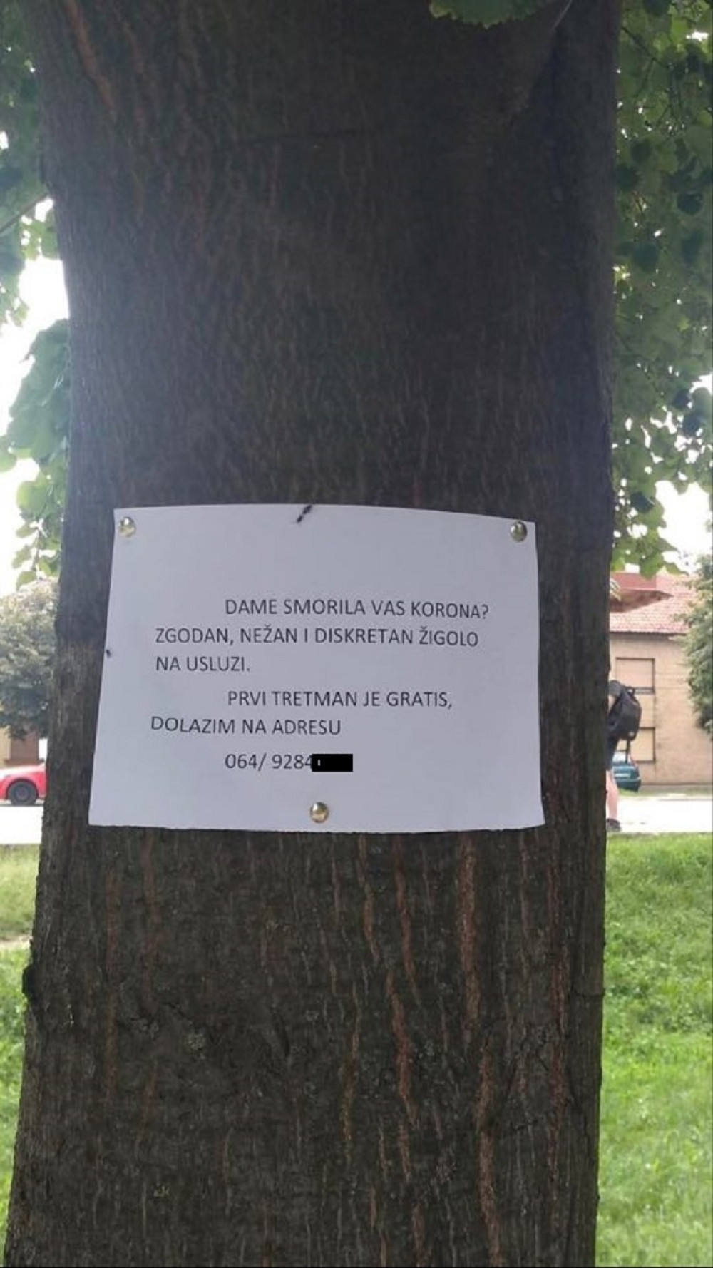 U jednom beogradskom naselju osvanuo oglas na drvetu, ŽIGOLO nudi svoje usluge!