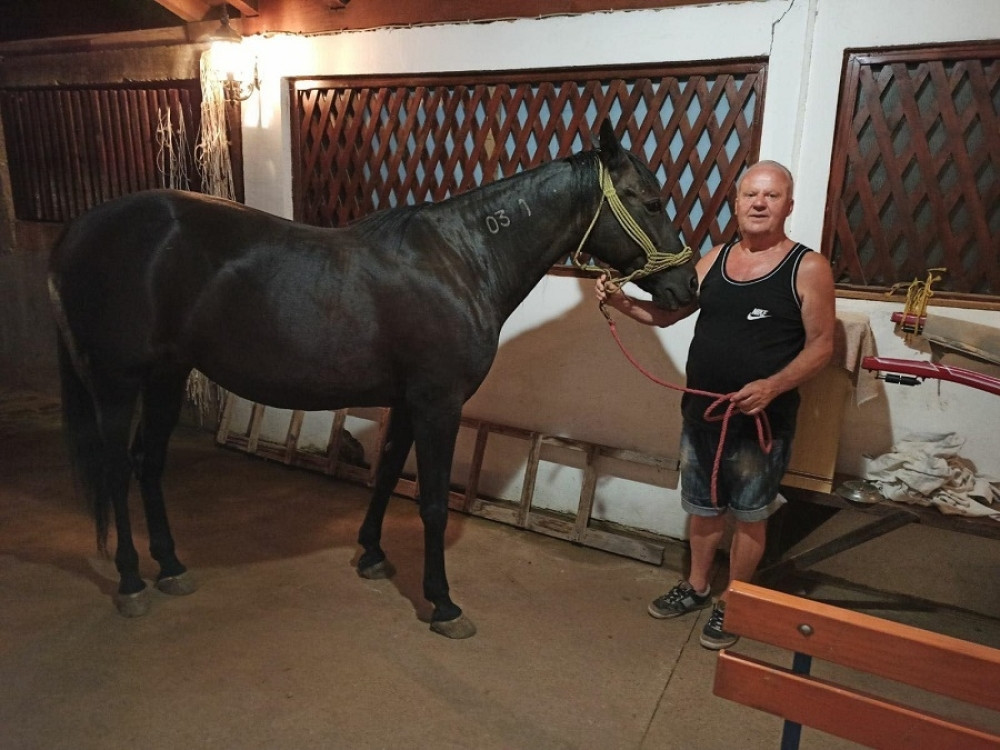 Odbegli konj Felza u rukama vlasnika