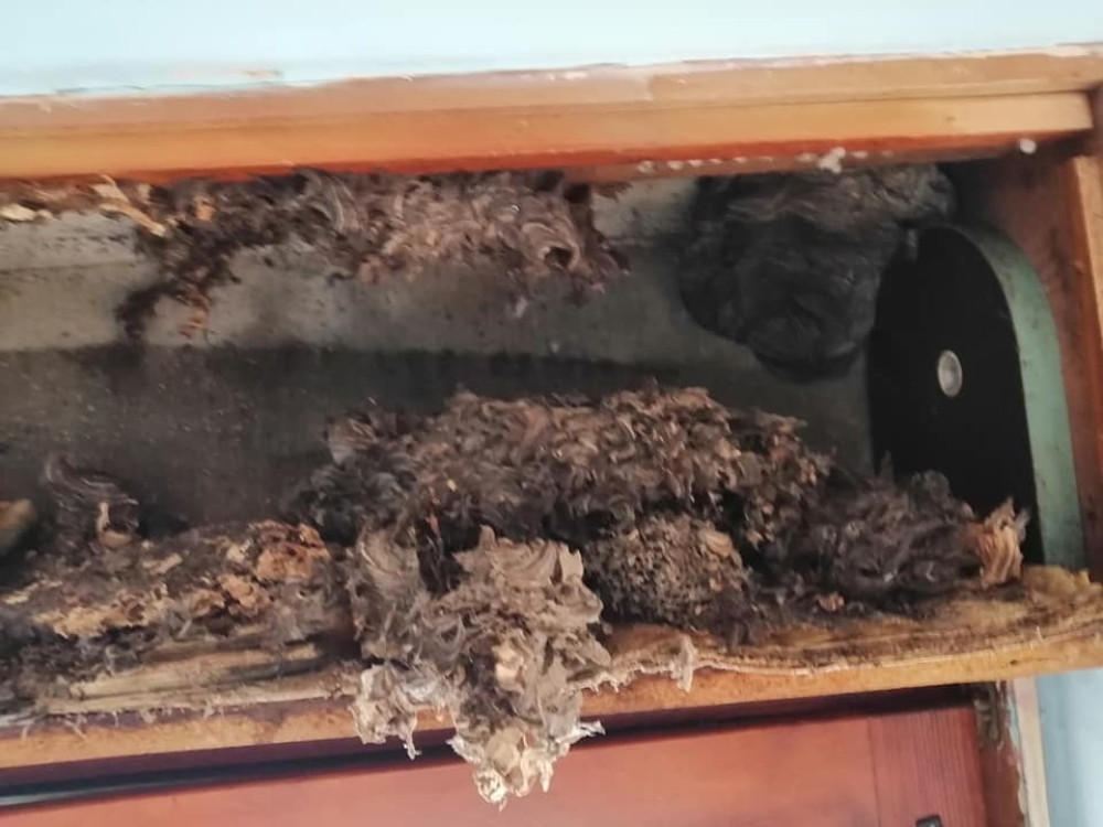 Evo gde se insekt sakrio(VIDEO)