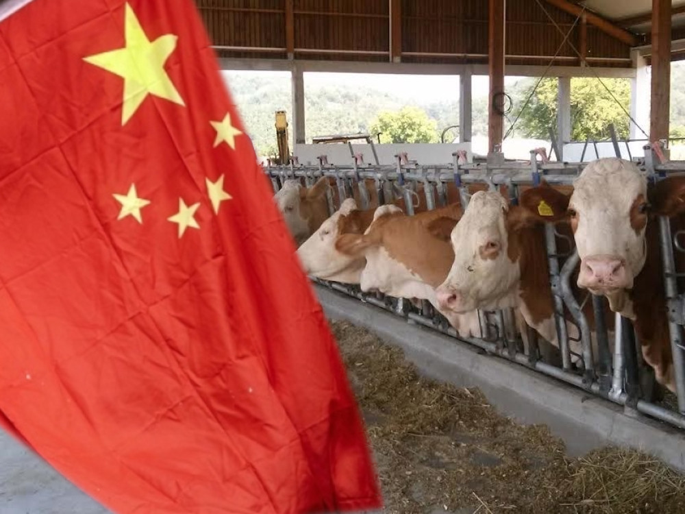 Mleko i mlečni proizvodi iz Srbije mogu u Kinu!