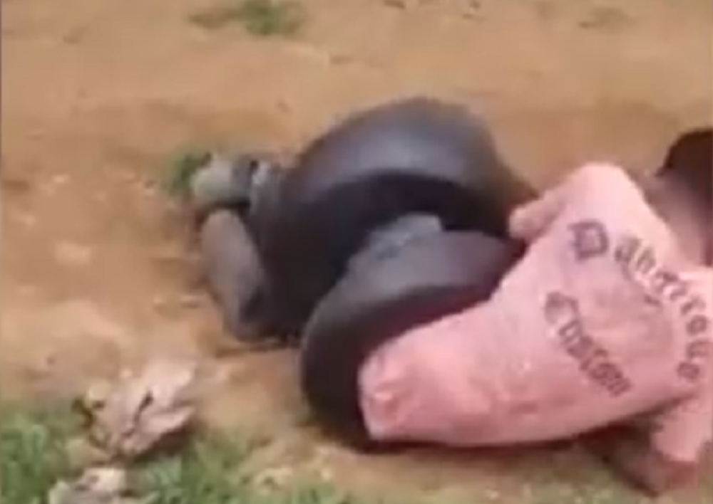 Mladića je anakonda "vezala u čvor", POTPUNO GA JE PARALISALA (VIDEO)