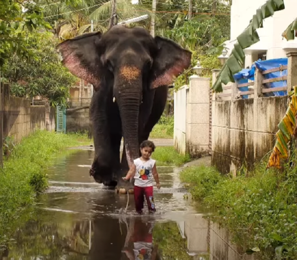 Razlika je ogromna i u veličini i težini, ali je drugarstvo pravo! (VIDEO)