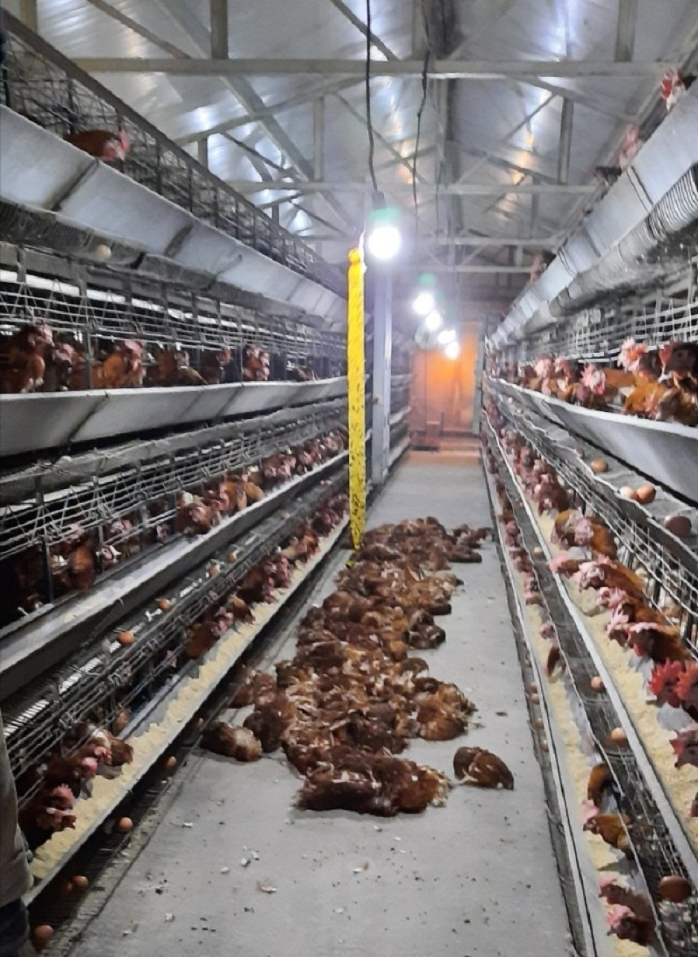 Zbog udara groma ugušilo se blizu 1.500 kokošaka