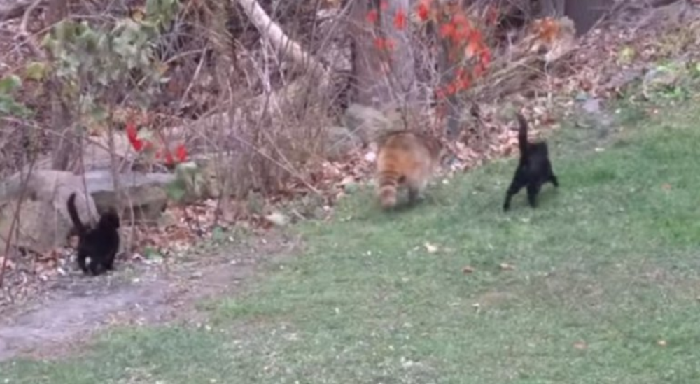 Pošto je on bio slep, mače mu je bilo vodič! (VIDEO)