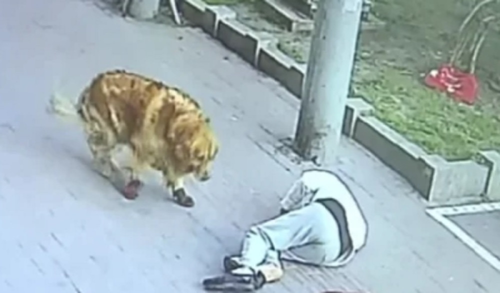 Mačka "pala s neba", onesvestila muškarca i poslala ga u bolnicu! (VIDEO)