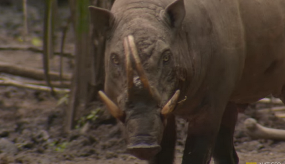 Jeziva pojava vreba iz šuma - "đavolja pacovska svinja" uteruje strah u kosti (FOTO/VIDEO)