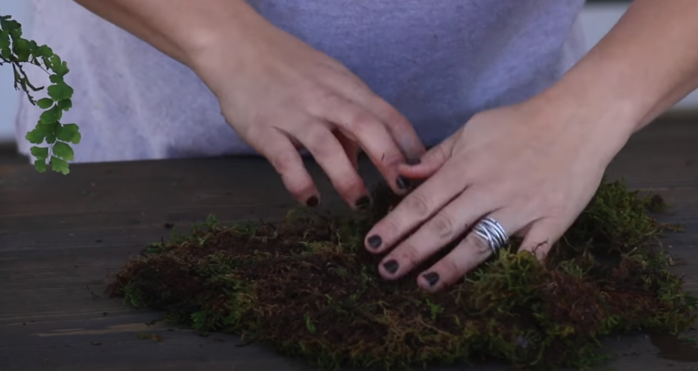 Ova biljka donosi novac, a ukoliko raste u kokedami - uspeh je zagarantovan (VIDEO)