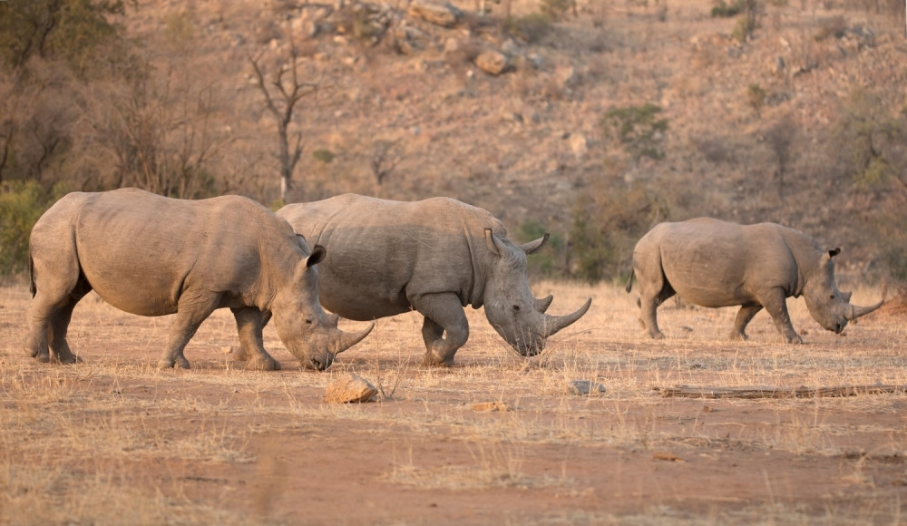 Naučnici otišli korak dalje: Spasiće jednu izumrlu vrstu!