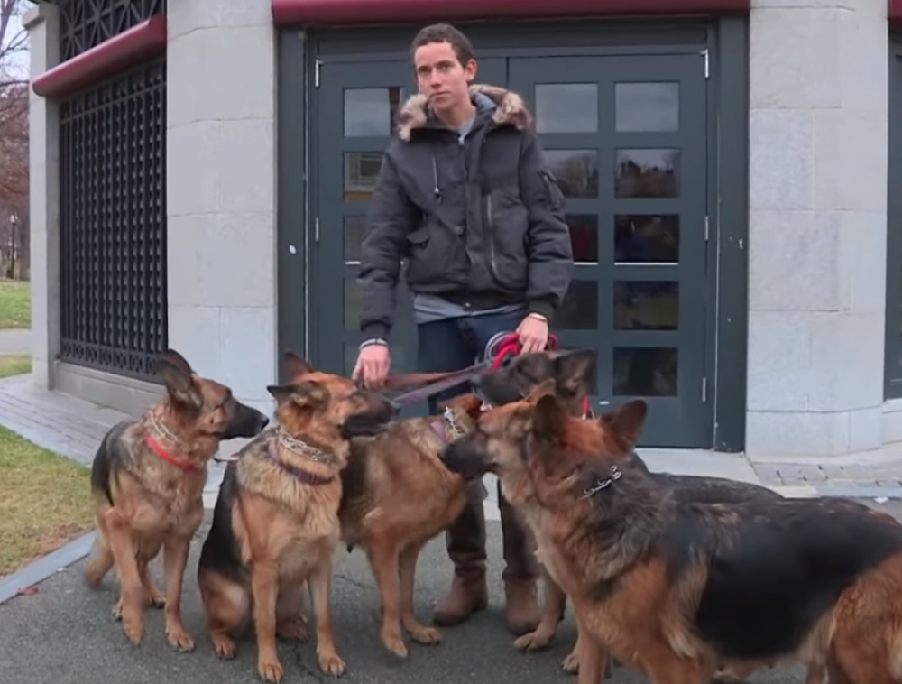 Od sada će MORATI da šetaju svoje pse po DVA PUTA dnevno na dan - u suprotnom KAZNA!