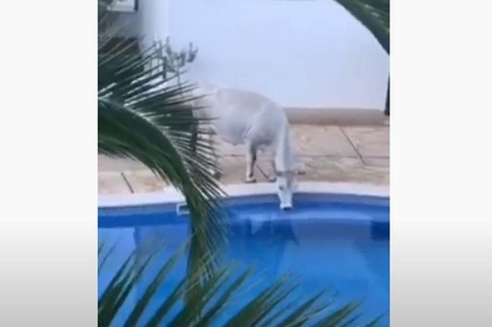 Krava ušla u odmaralište, pa počela da vršlja okolo, na kraju uradila nešto gadno (VIDEO)