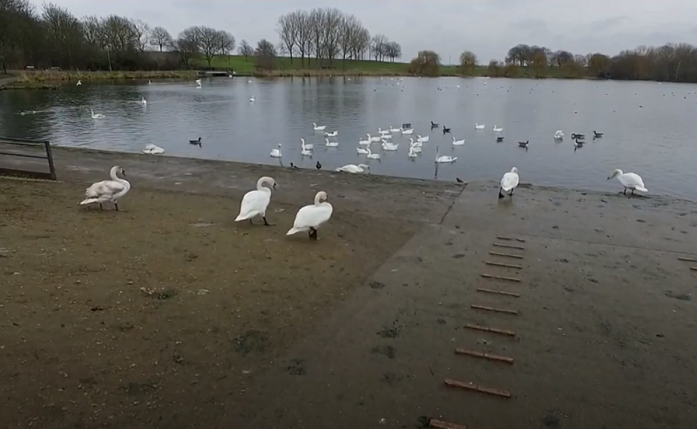 Pucao vazdušnom puškom na zakonom zaštićene bele labudove, jeziva scena, šetači zgroženi!