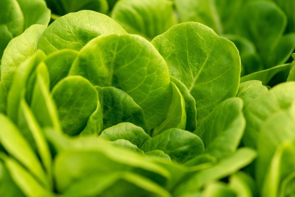 Ovo je najzdravija salata na svetu!