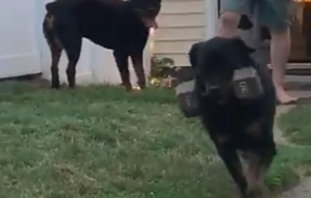 Ovaj pas nosi teg od 13 kilograma gde god da krene! (VIDEO)