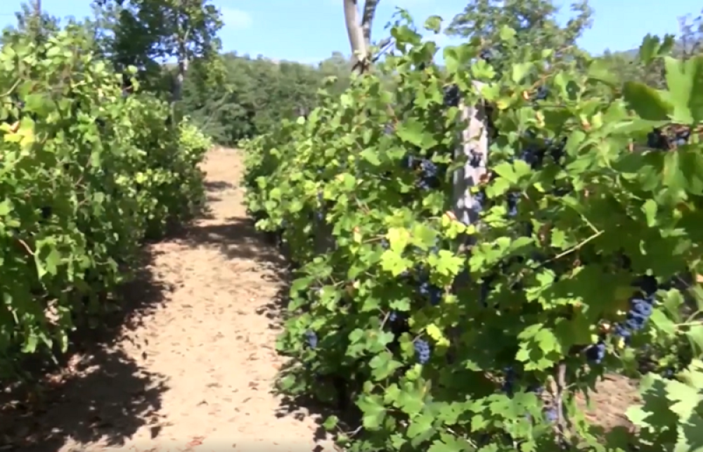 "Vino iz Orahovačkog vinogorja služilo se na dvorovima Nemanjića, Metohija je bila i ostaće srpska!" (VIDEO)